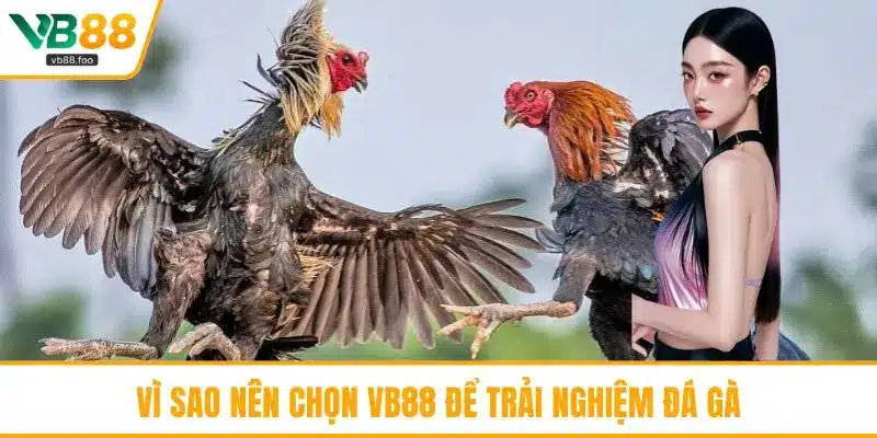 Vì sao nên chọn VB88 để trải nghiệm đá gà Vì sao nên chọn VB88 để trải nghiệm đá gà